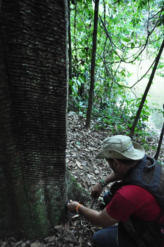 O Nilson nos mostra como se extrai o látex de uma seringeira, no Seringal Cachoeira, próximo à Xapuri, no estado do Acre